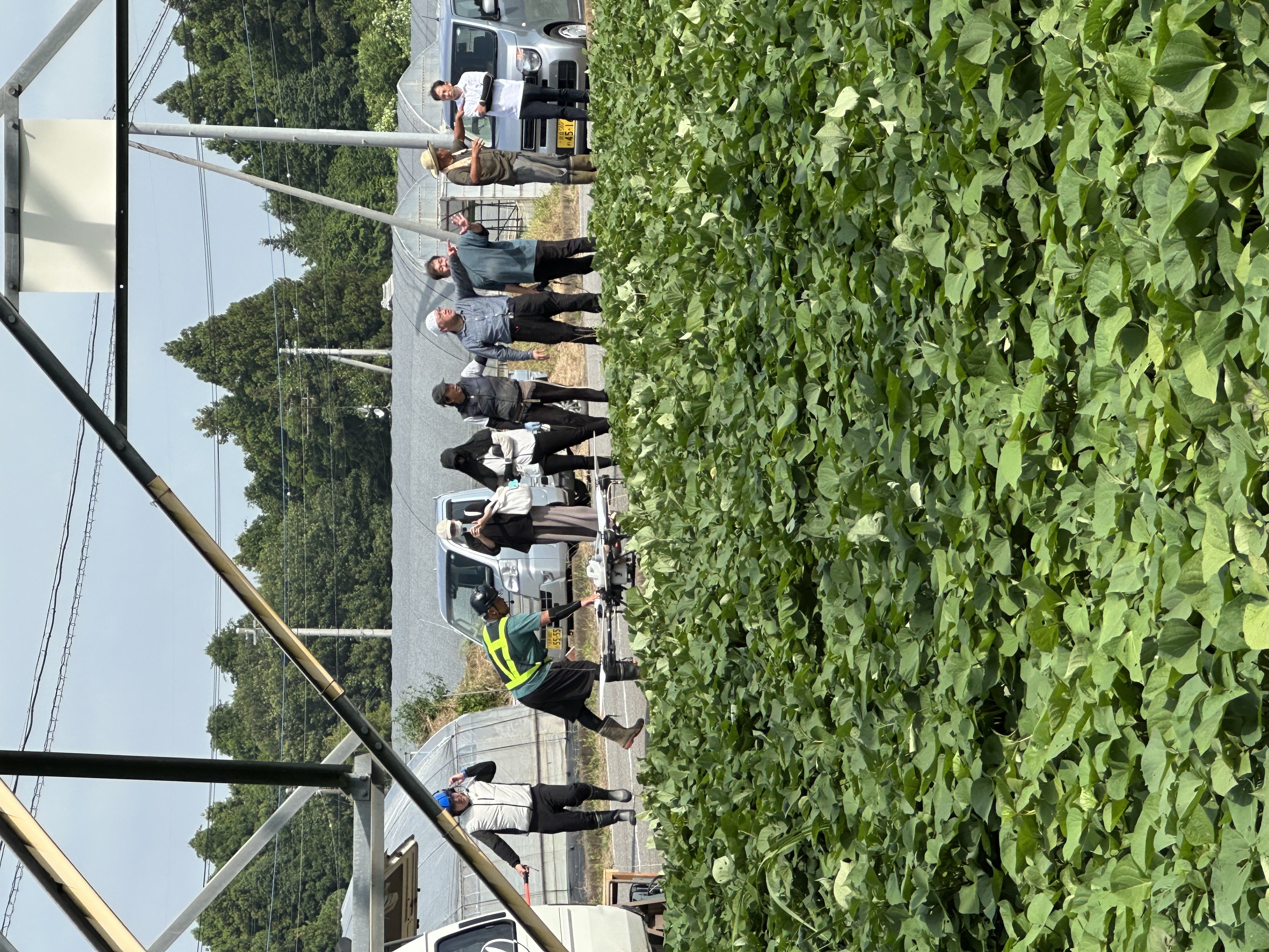 かんしょの殺虫殺菌