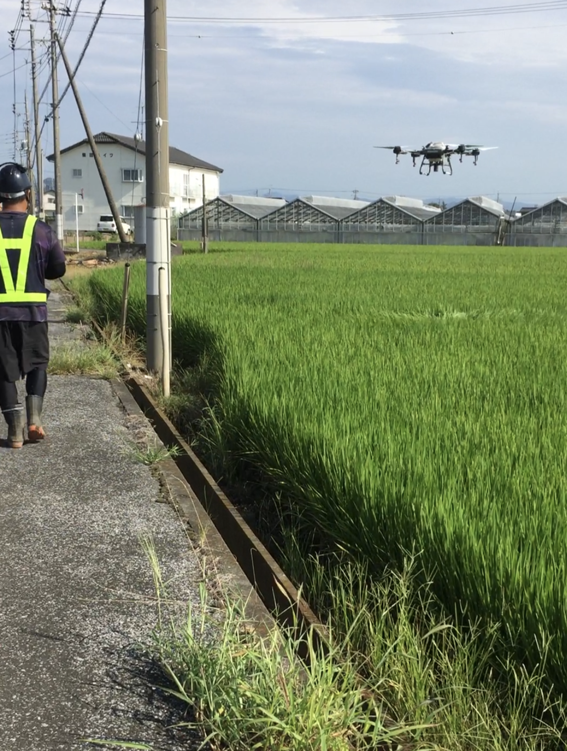 水稲・カメムシ防除