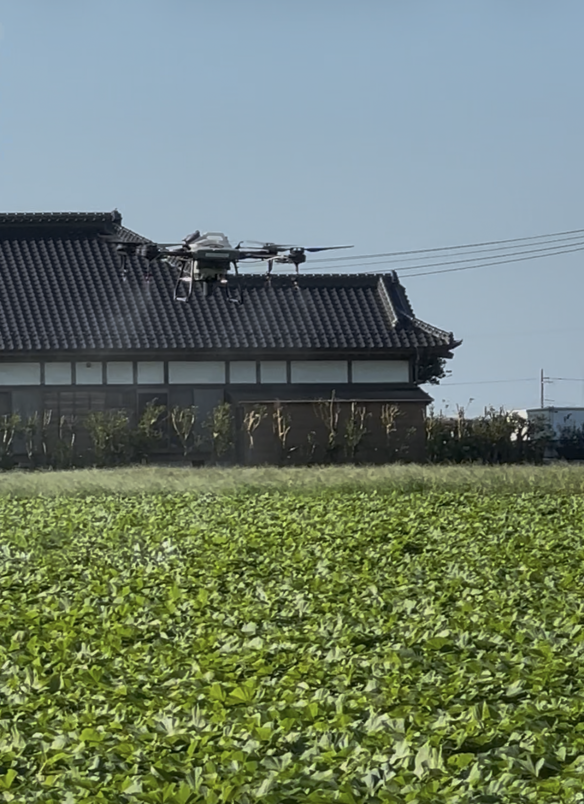 かんしょの殺虫殺菌