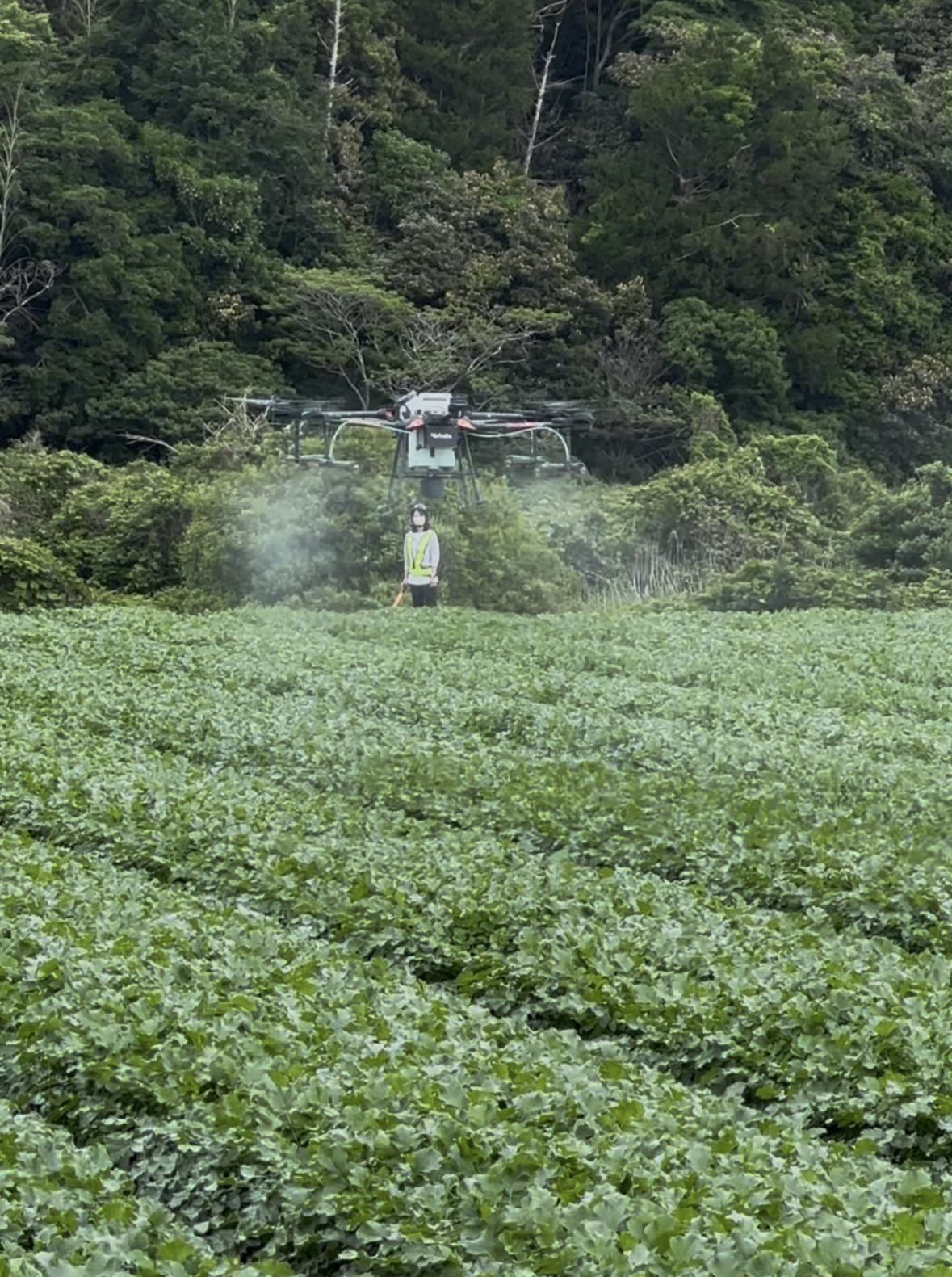 かんしょの殺虫殺菌