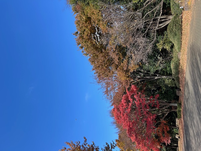 花島公園　紅葉撮影